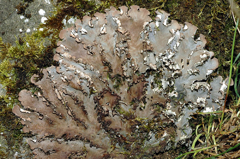 Parmelia saxatilis?